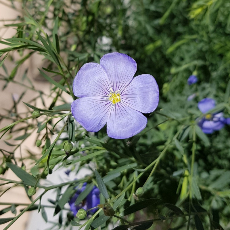 Linum usitatissinum Semences du Puy Linum usitatissinum Semences du Puy