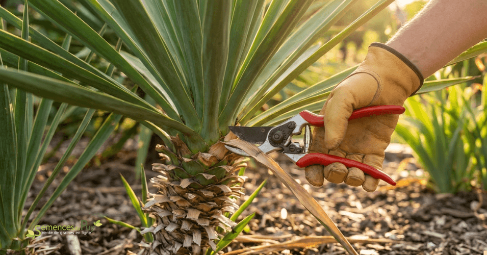 Sitemapcdatahttpsaudekniqoocomcomment Couper Un Yucca Video