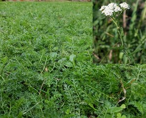 Achillea millefolium