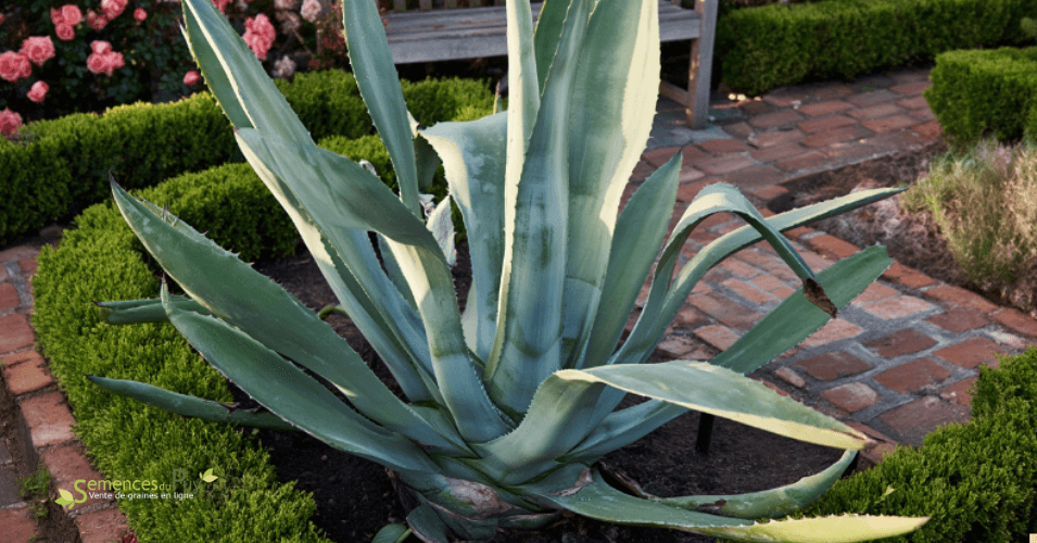 Comment entretenir un agave ?