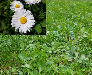 Bellis perennis