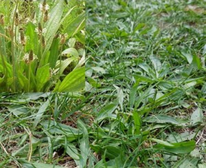 Plantago lanceolata