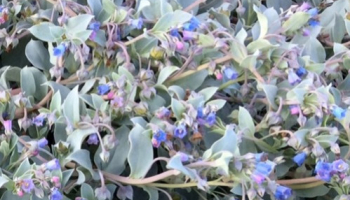 Mertensia maritima