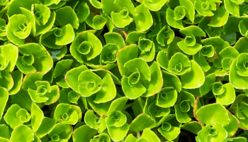 Sedum & Cie