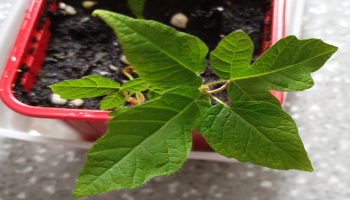 Acer nikoense