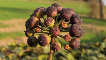Hedera helix ou lierre commun, rampant ou grimpant