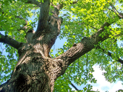 Quercus et glands : Guide pratique