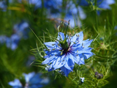 Graines de nigelle et cumin : quelles différences ?