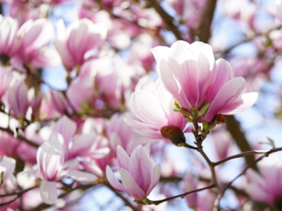 Comment semer ses graines de Magnolia ?