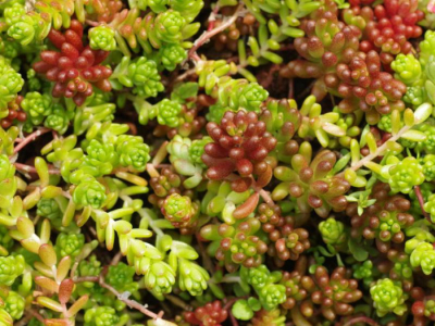 Comment cultiver et soigner le Sedum ?