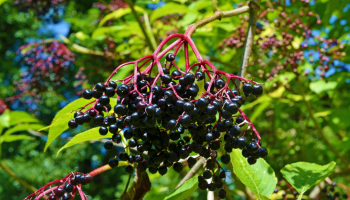 Le Sureau à fruits noirs