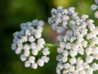 Pourquoi planter des graines de fleurs locales ?