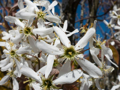 L'amélanchier, un arbre au service de la biodiversité