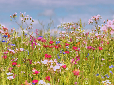 Comment semer des graines de fleurs sauvages ?