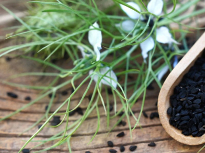 Comment faire pousser ses graines de nigelle ? 