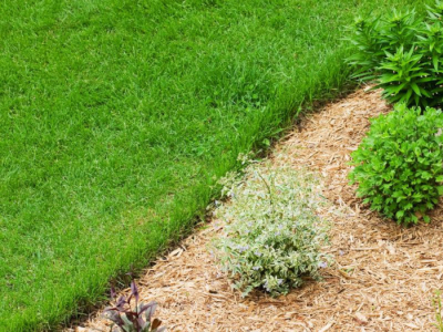 Comment entretenir ses plantes en été ?