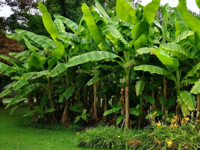 Pourquoi choisir des bananiers pour un jardin exotique ?
