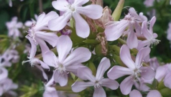 Saponaria officinalis