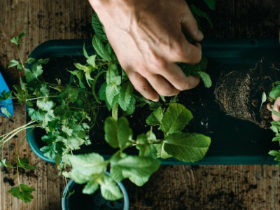Pourquoi choisir des graines de plantes aromatiques pour votre jardin ?