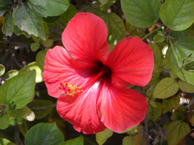 Guide pratique sur les graines d’hibiscus : culture et bienfaits 