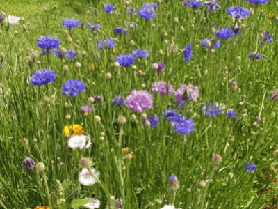 Pourquoi adopter la jachère fleurie pour un jardin plus écologique ?