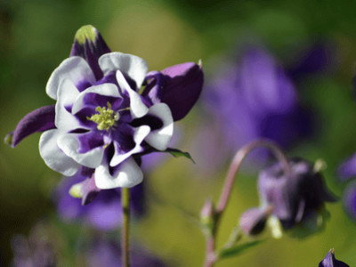 Graines d'Ancolie : réussir le semis et profiter d'une belle floraison