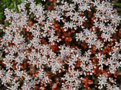 Sedum : la plante idéale pour un jardin décoratif et résistant 