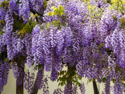 Comment et quand tailler la glycine ? 