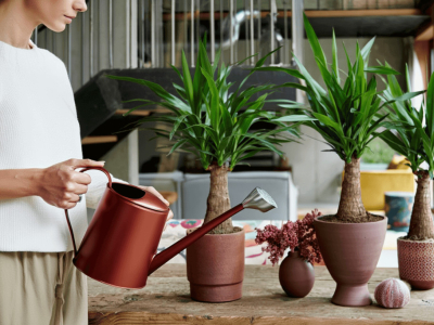 Comment arroser un yucca : le guide pour un arrosage maîtrisé