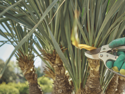 Yucca en pot ou en pleine terre : quand et comment le tailler ?