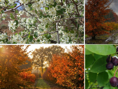 Amélanchier : guide complet pour la culture et l’entretien