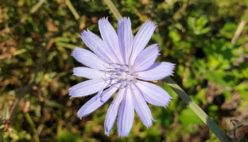 Cichorium intybus ou chicorée sauvage