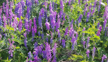 Vicia Villosa ou Vesce velue